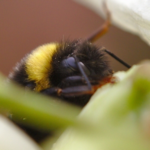 Erdhummel