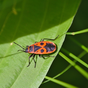 Feuerwanze