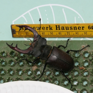 Hirschkäfer