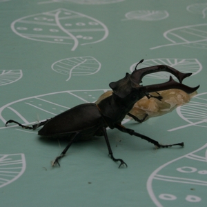 Hirschkäfer