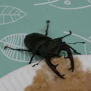 Hirschkäfer