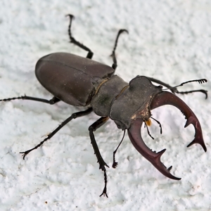 Hirschkäfer