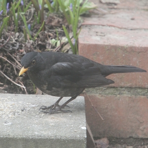 Amsel