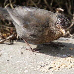 Amselweibchen