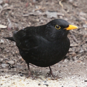 Amselmännchen