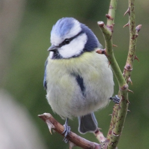 Blaumeise