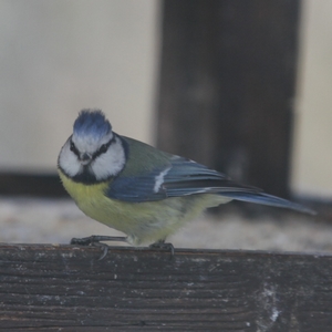 Blaumeise