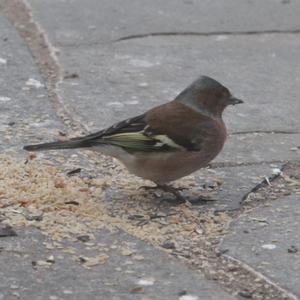 Buchfinkmännchen