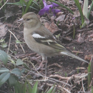 Buchfinkweibchen