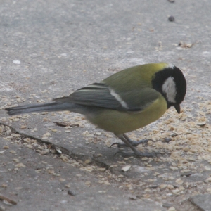 Kohlmeise